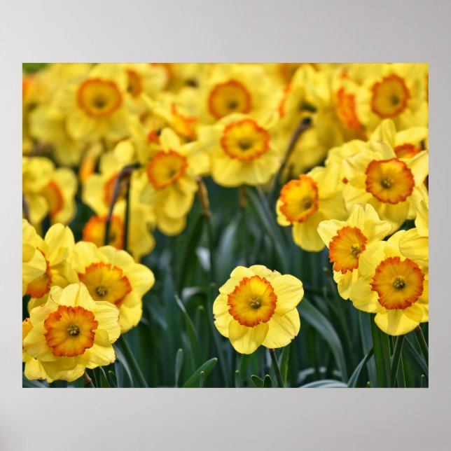 Poster des jonquilles (Devant)