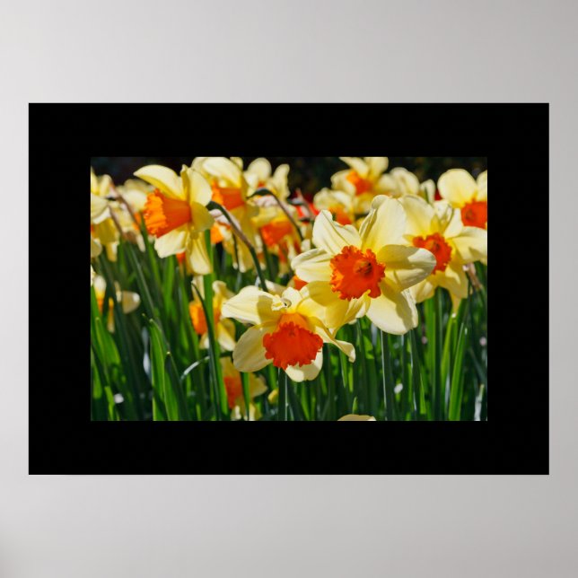 Poster des jonquilles (Devant)