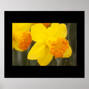 Poster des jonquilles