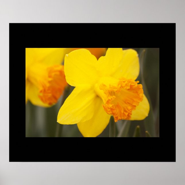 Poster des jonquilles (Devant)