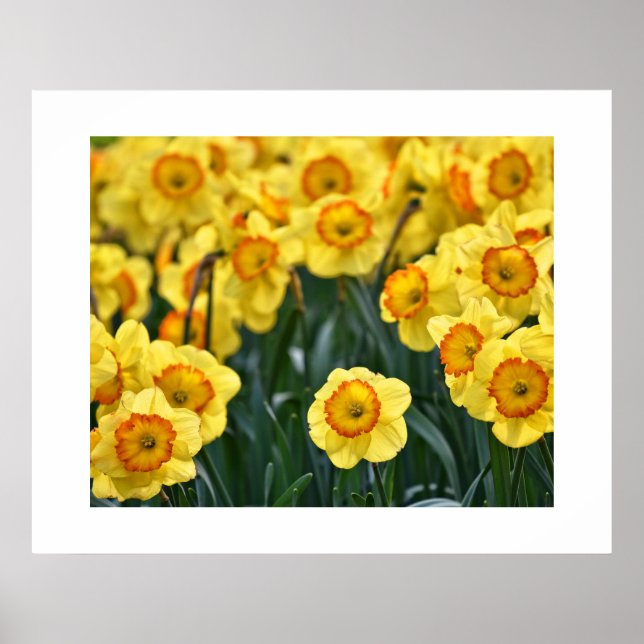 Poster des jonquilles (Devant)