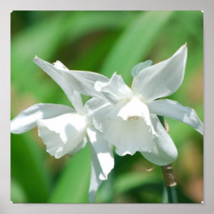 Poster des jonquilles de petite taille