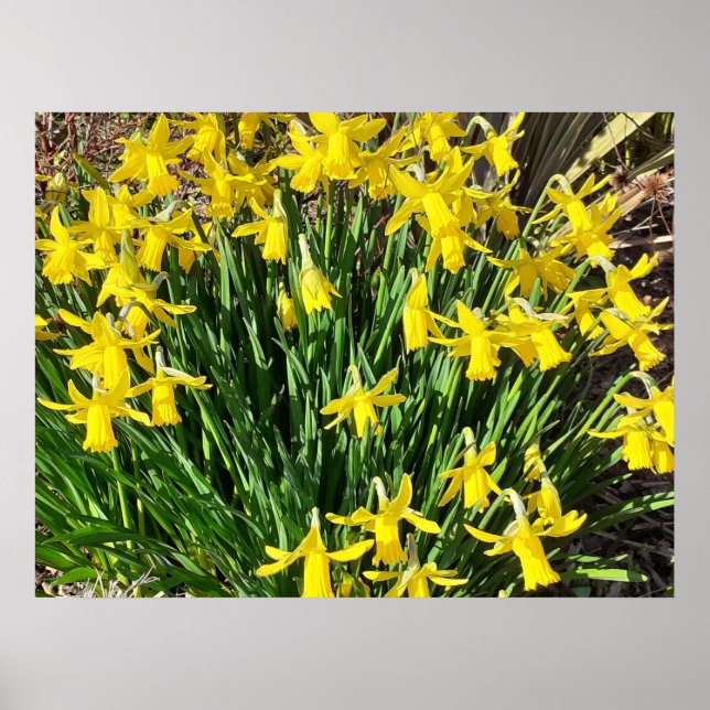 Poster des jonquilles jaunes de printemps (Devant)