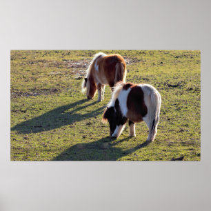 Poster des Mini Chevaux