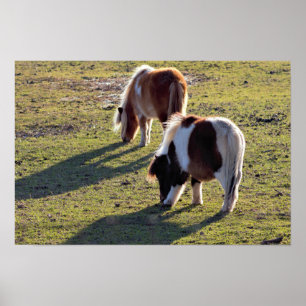 Poster des Mini Chevaux