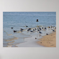 Poster des mouettes sur la plage