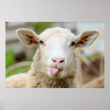 Des moutons gais et rigolos qui sortent la langue
