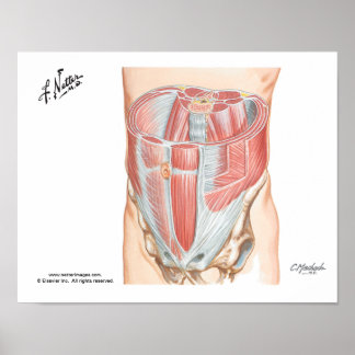Poster des Muscles Abdominaux