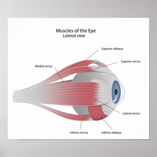 Poster des Muscles des yeux (Devant)