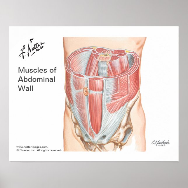 Poster des Muscles du Mur Abdominal Antérieur (Devant)