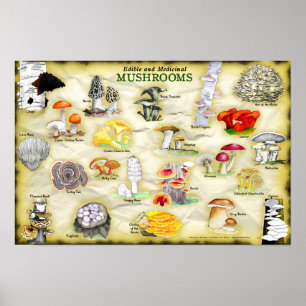 Poster des noms communs 18x12 Champignons