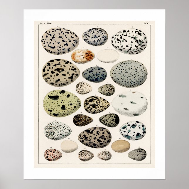 POSTER DES OEUFS D'OISEAUX VINTAGES 1843 ILLUSTRAT (Devant)