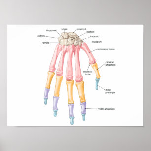 Poster des os de la main