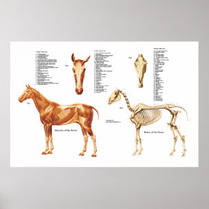 Poster des os et des muscles anatomiques du cheval