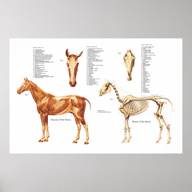 Poster des os et des muscles anatomiques du cheval (Devant)