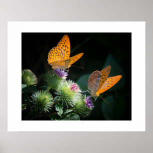 Poster des papillons