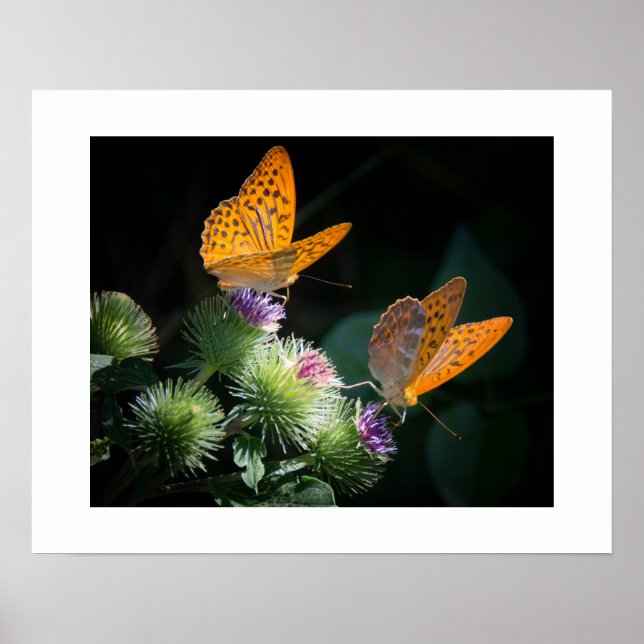 Poster des papillons (Devant)
