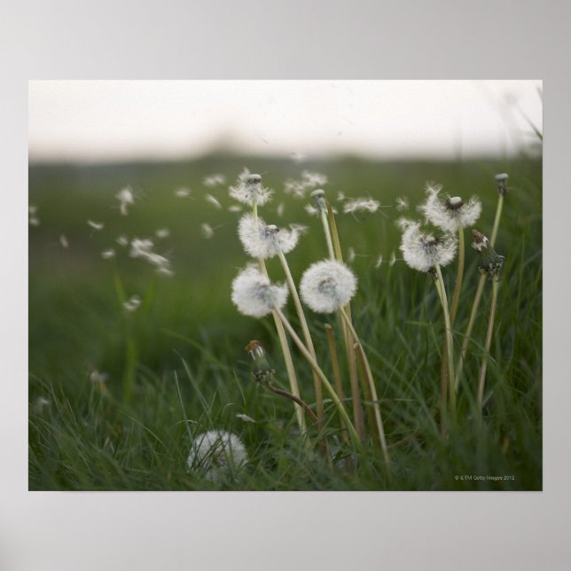 Poster Des pissenlits soufflent dans le vent. (Devant)