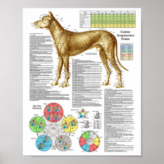 Poster des points d'acupuncture de chien