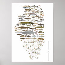 Poster des Poissons de l'Illinois