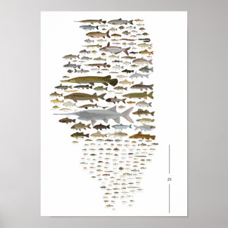 Poster des Poissons de l'Illinois