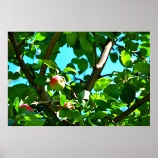 Poster Des Pommes MacIntosh Sur L'Île D'Orléans