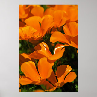 Poster des Poppies de Californie