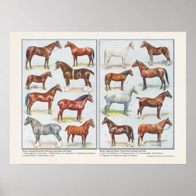 Poster des races de chevaux (Devant)