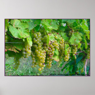 Poster des raisins de vignoble
