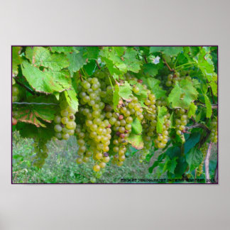 Poster des raisins de vignoble