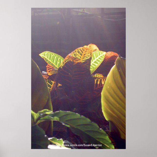 Poster des rayons (Devant)