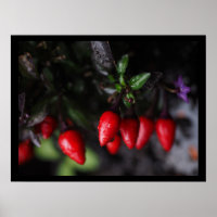Des Red Hot Garden Salsa Chili Peppers.