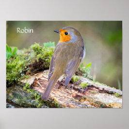 Poster des Robin on log