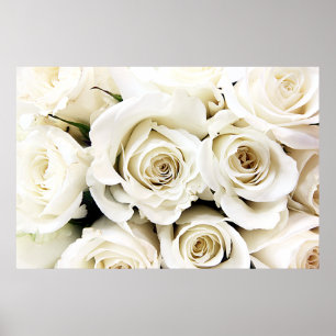 Poster des Roses Blanches