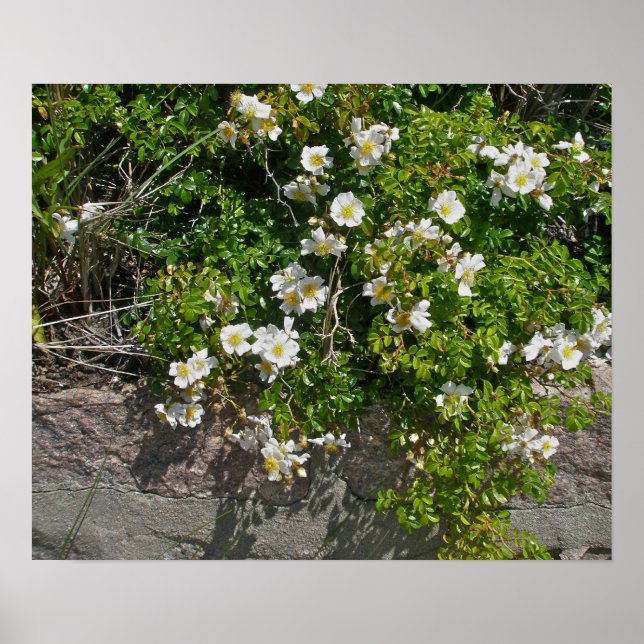 Poster des Roses Blanches Sauvages (Devant)