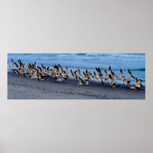 Poster Des skimmers noirs volant près de l'océan