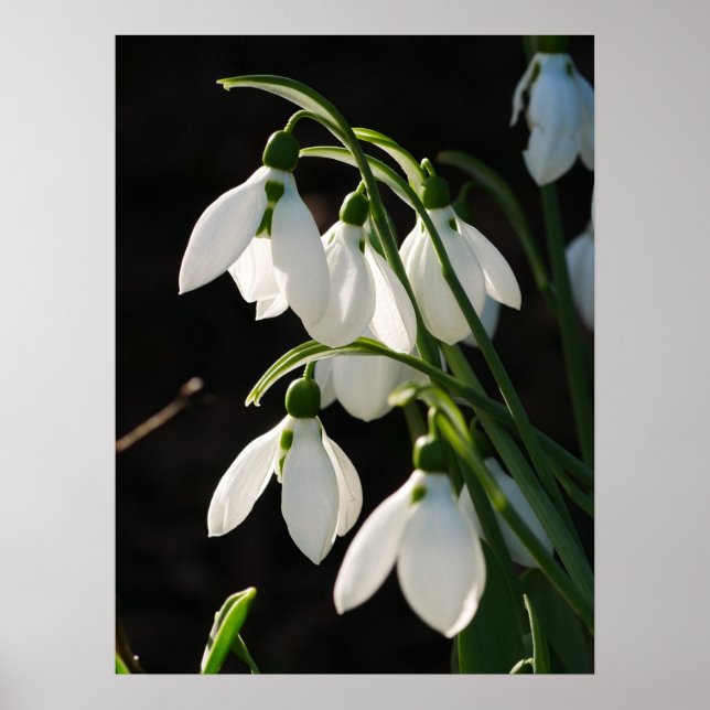 Poster des snowdrops (Devant)