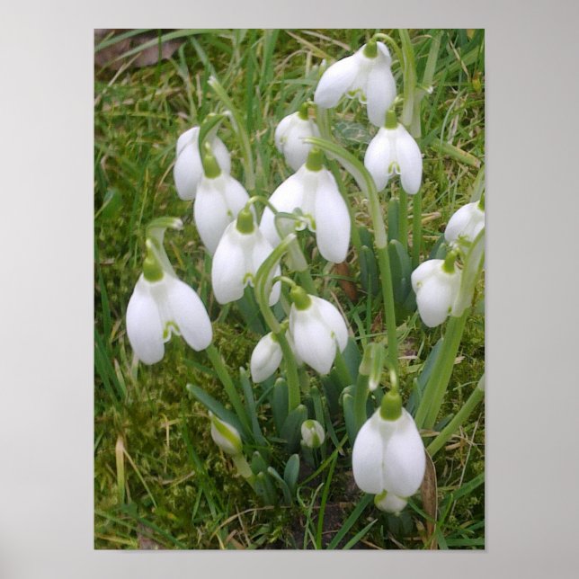 Poster des snowdrops (Devant)
