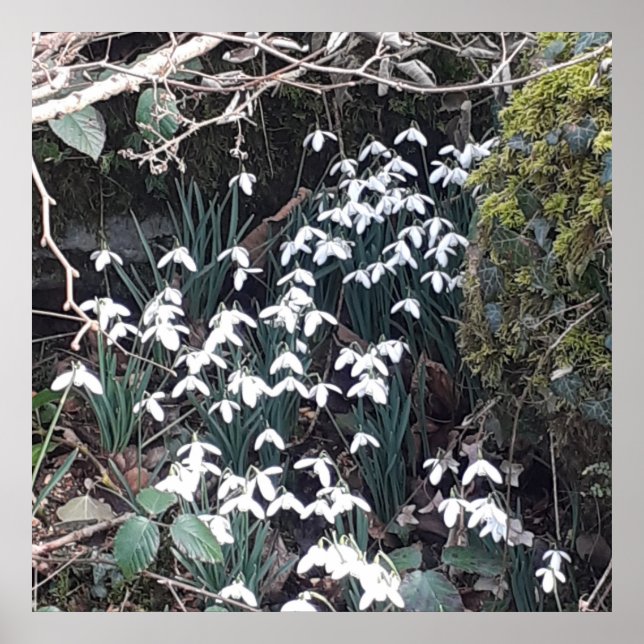 Poster des Snowdrops de printemps (Devant)