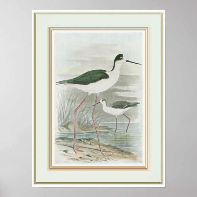 Poster Des tiltes noires au bord de l'eau (Devant)