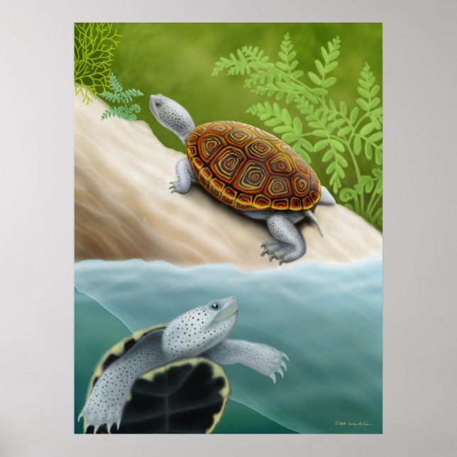 Poster des tortues de diamondback Terrapin (Devant)