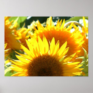 Poster des tournesols