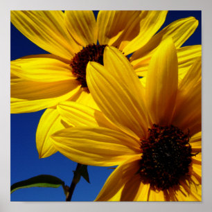 Poster des tournesols