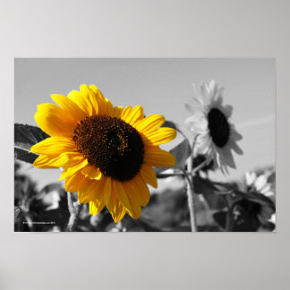 Poster des tournesols