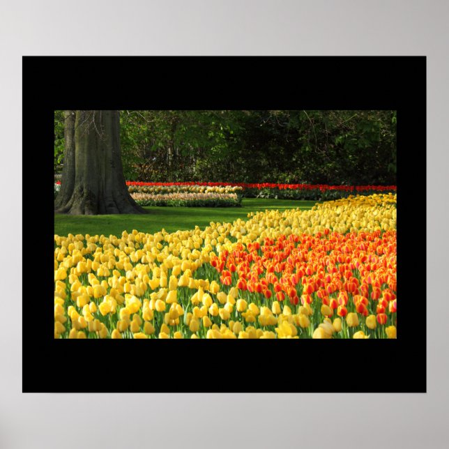 Poster des Tulipes du jardin (Devant)