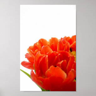Poster des Tulipes Orange