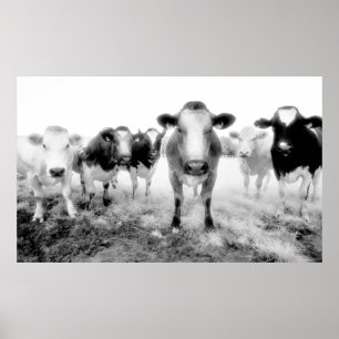 Poster des vaches