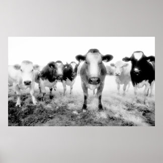 Poster des vaches