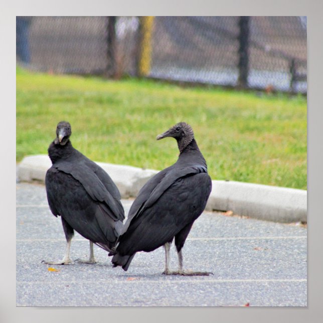 Poster des vautours (Devant)