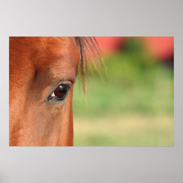 Poster des yeux de cheval (Devant)